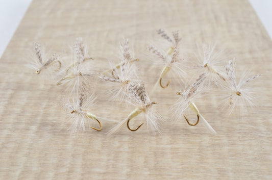 Light Cahill (12 Pack)